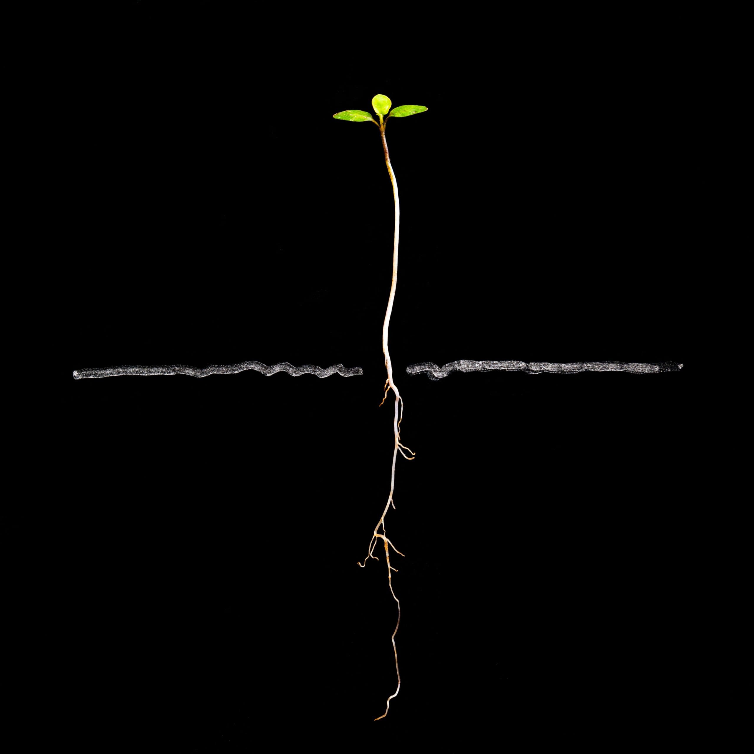 Growth mindset illustration showing brain developing new neural connections